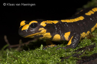 vuursalamander