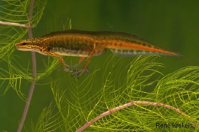vinpootsalamander