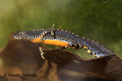 alpenwatersalamander