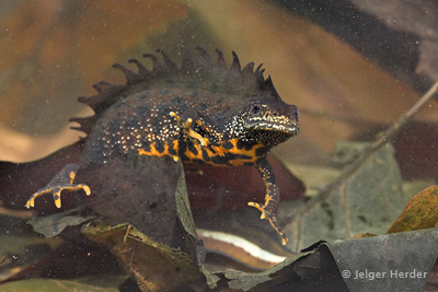 kamsalamander